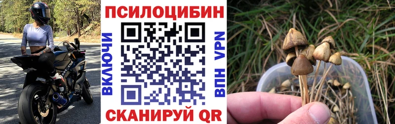 Купить  Бокситогорск  Псилоцибиновые грибы Psilocybine cubensis 